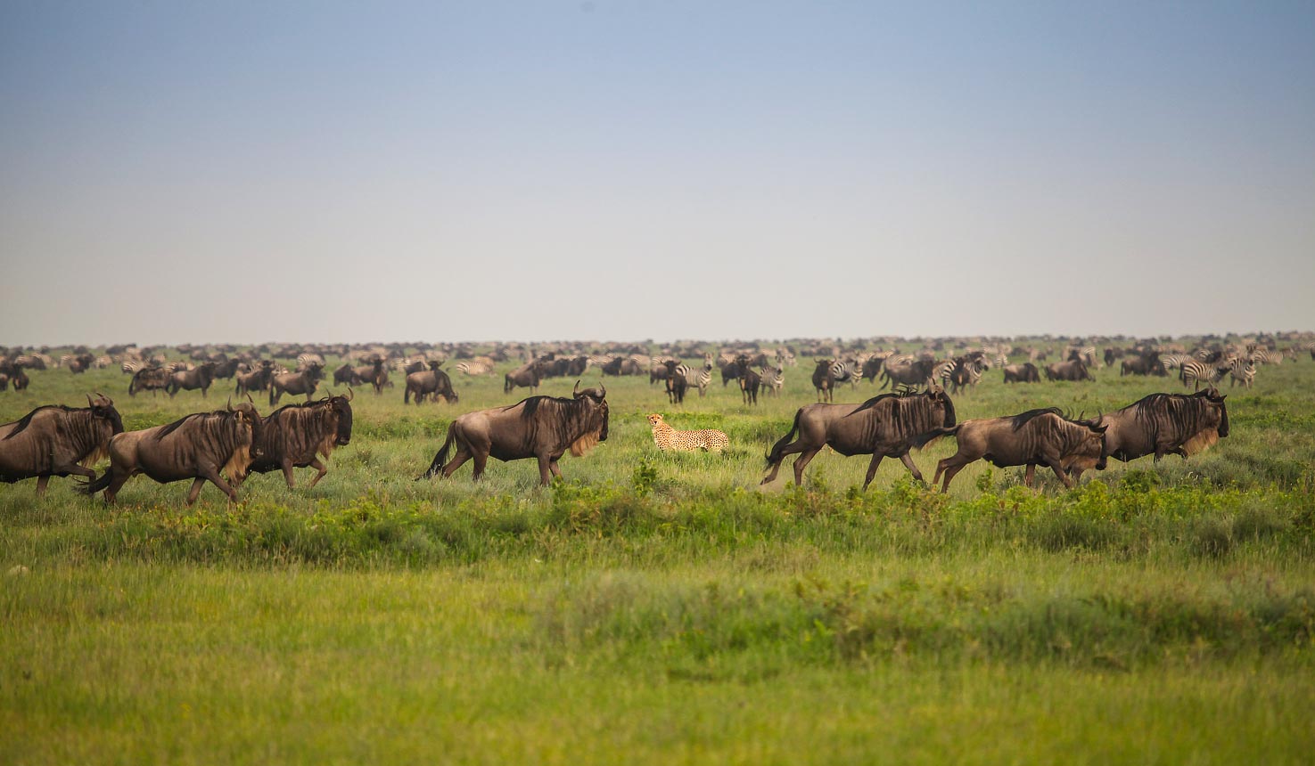 serengeti-safari-migration